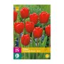 Tulpenbollen Triumph Rood (XXL zak 25 stuks)